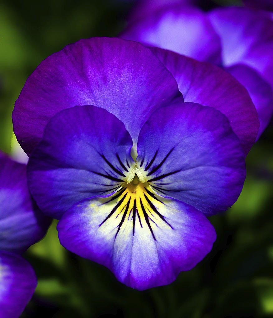 Kylmänkestävä orvokki - Kesäkukka, jossa on monia eri värejä 